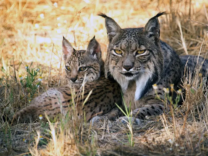 La reintroducción del lince ibérico impulsa el aumento de conejos en su hábitat
