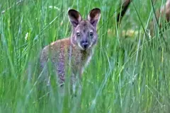 Debate por población de ualabíes en la Isla de Man y su impacto en el ecosistema