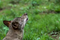 Expertos abogan por la coexistencia entre lobos y ganado en lugar de su exterminio