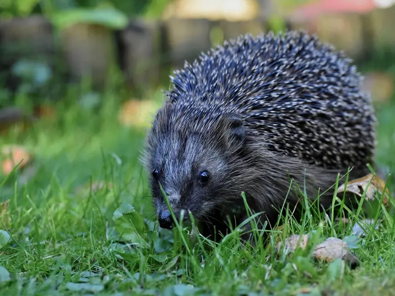Alemania solicita prohibir el uso nocturno de robots cortacésped por el impacto en erizos