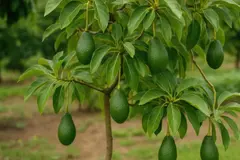Consejos para aumentar la producción de aguacates en tu jardín de forma ecológica