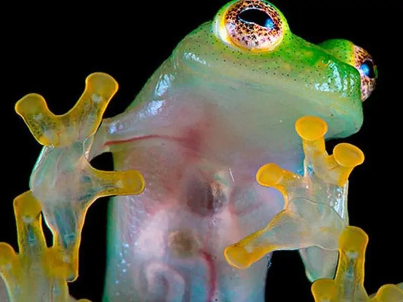 Nueva rana de cristal descubierta en Ecuador: alerta sobre ecosistema amenazado