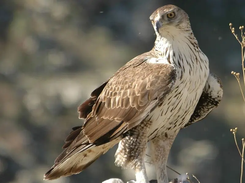 El águila perdicera en Castilla y León: ligera mejora pero aún en riesgo crítico