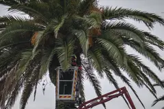Chips en palmeras de Sevilla para prevenir robos de vegetación ornamental