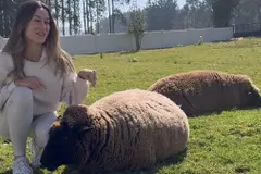 Las ovejas de Oleiros se vuelven virales en televisión chilena