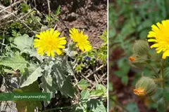 Estudio revela que plantas invasoras se adaptan a climas en Canarias con facilidad
