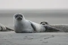 Cerca de cien focas muertas en el mar Caspio: investigan causas de la mortandad