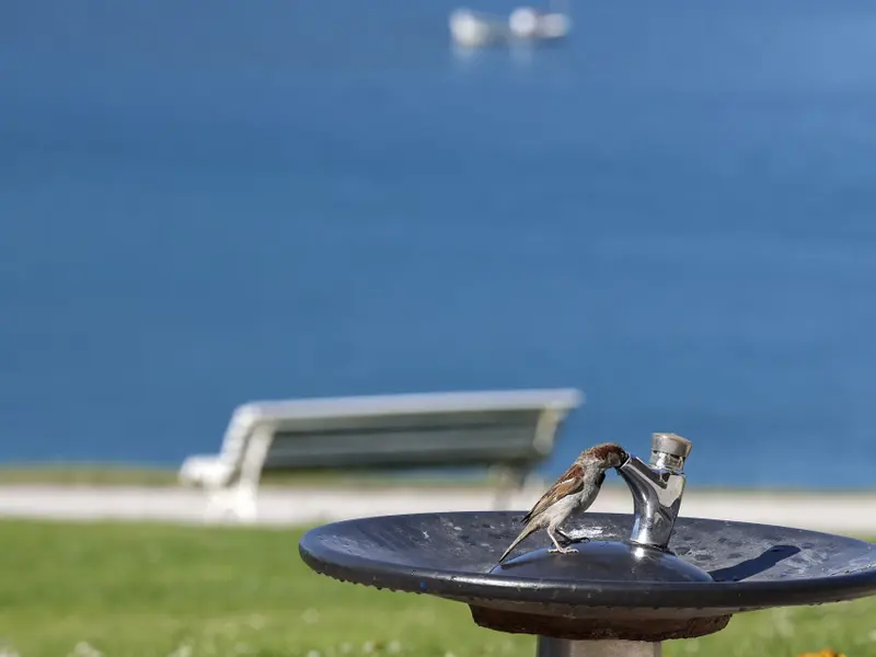 España experimenta calor extremo con máximas de hasta 39 grados