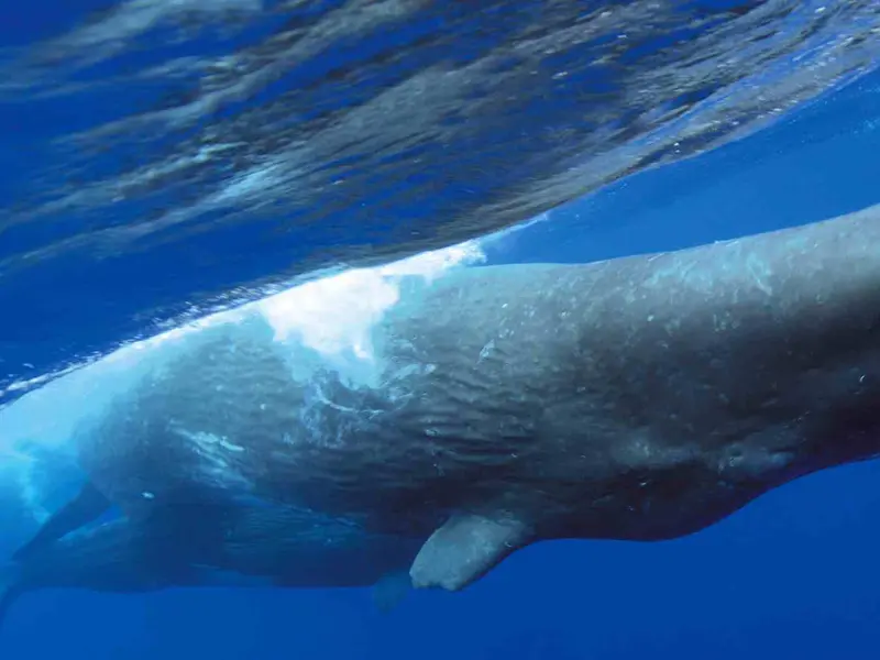 Cachalotes muestran patrones de vocalización similares a las vocales humanas