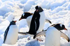 Descubren nueva especie de pingüino en la Antártida que redefine la evolución marina