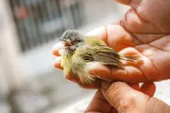 Centro de fauna en Asturias atendió 318 animales y advierte sobre riesgo humano a la biodiversidad