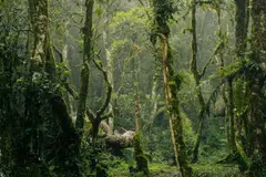 Plantas sobrevivieron al asteroide que extinguió a los dinosaurios, según un estudio