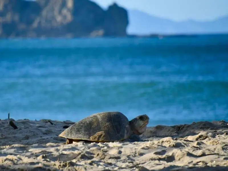 Nicaragua libera más de 443.000 crías de tortugas marinas en peligro de extinción en 2026