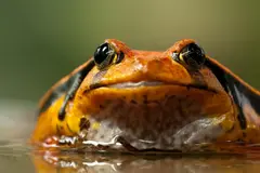 Wikiri Sapoparque en Ecuador: un refugio para ranas en peligro de extinción