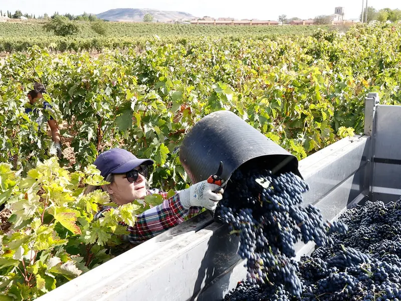 La vendimia en España se adelanta por el cambio climático y la falta de rentabilidad