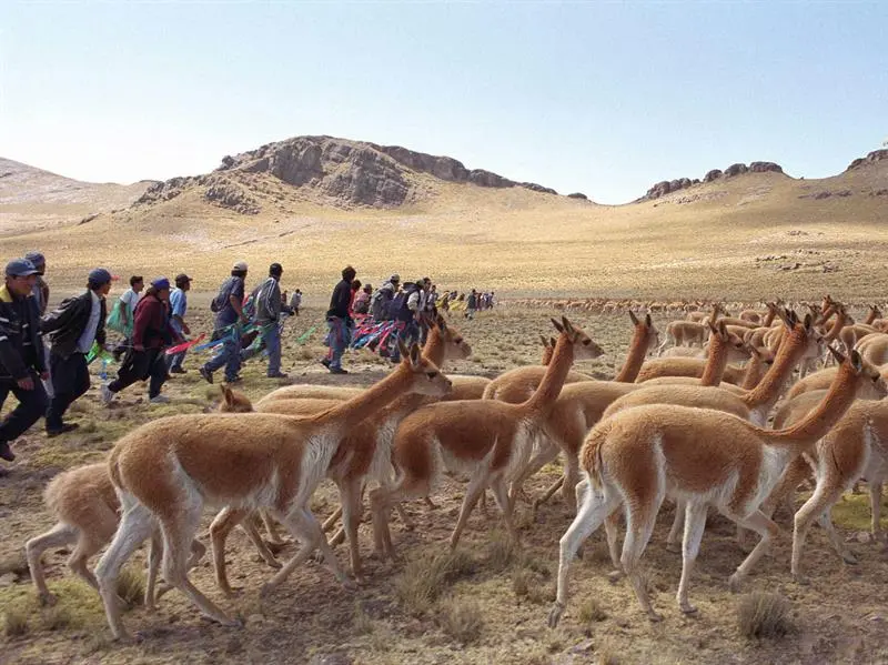 Perú utiliza inteligencia artificial para proteger a la vicuña de la caza furtiva