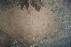 Oceanogràfic lanza proyecto para proteger las rayas mariposa en el Mediterráneo