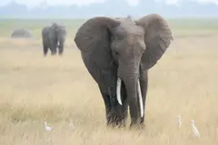 El aislamiento genético de los elefantes africanos amenaza su supervivencia