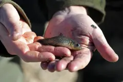 Más de 150 especies de peces invasores afectan aguas del Mediterráneo