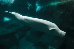 Las ballenas beluga muestran autoconciencia al reconocerse en el espejo