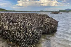 Nuevo estudio revela cómo restaurar eficazmente los arrecifes de ostras