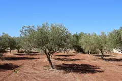 Proyecto agrivoltaico en Jaén impulsa energía solar sin afectar el olivar