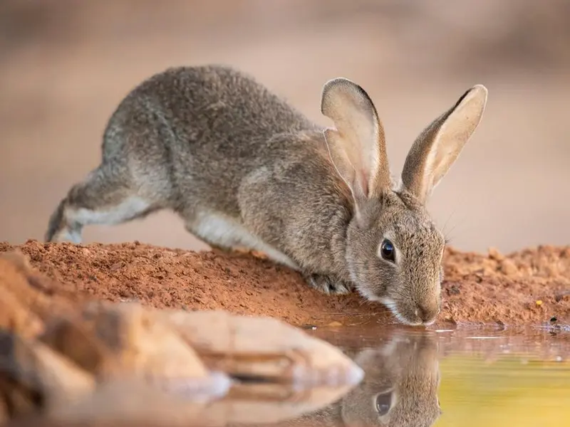 Descubren dos especies de conejo en la península Ibérica, no una sola como se creía