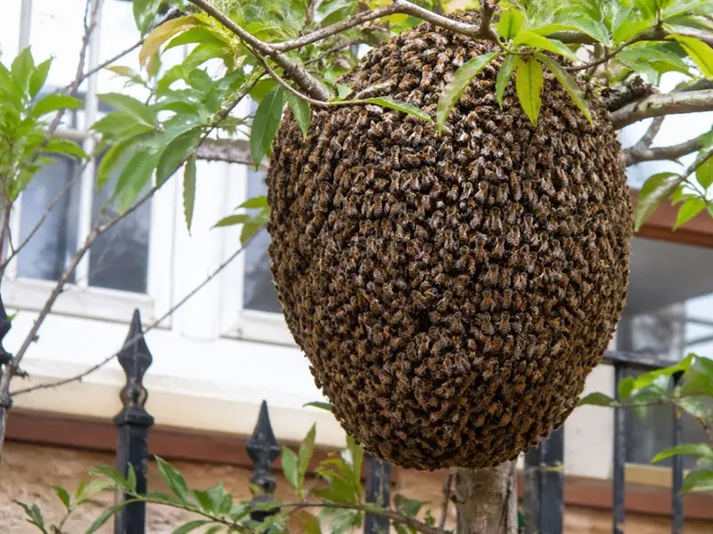 Aumentan los enjambres de abejas en las ciudades de España: ¿qué hacer si te encuentras uno?