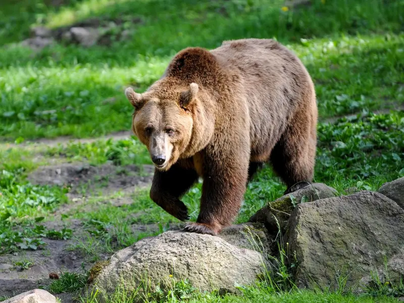 Los osos pardos exploran por curiosidad: la necesidad de gestionar residuos correctamente