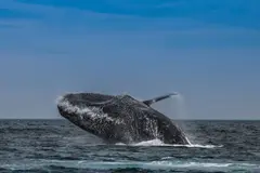 Las heces de ballenas, clave para la fertilización de océanos