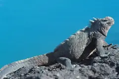 Alerta por tráfico ilegal de iguanas marinas en Galápagos