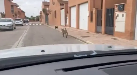 El lince 'Veneno' atrae curiosidad en Cabañas de Yepes, Toledo