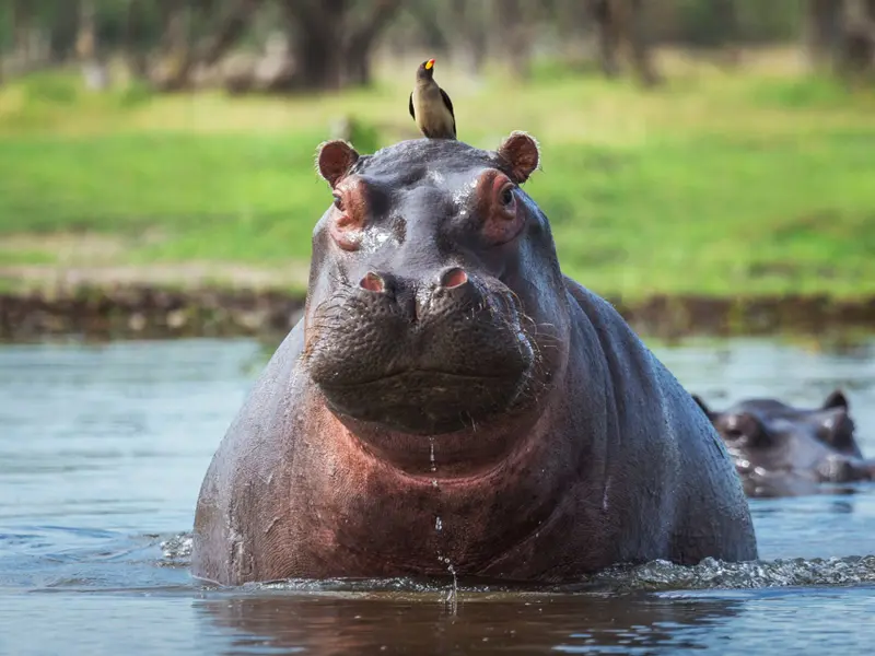 Colombia planifica la eutanasia de 80 hipopótamos invasores para controlar su expansión