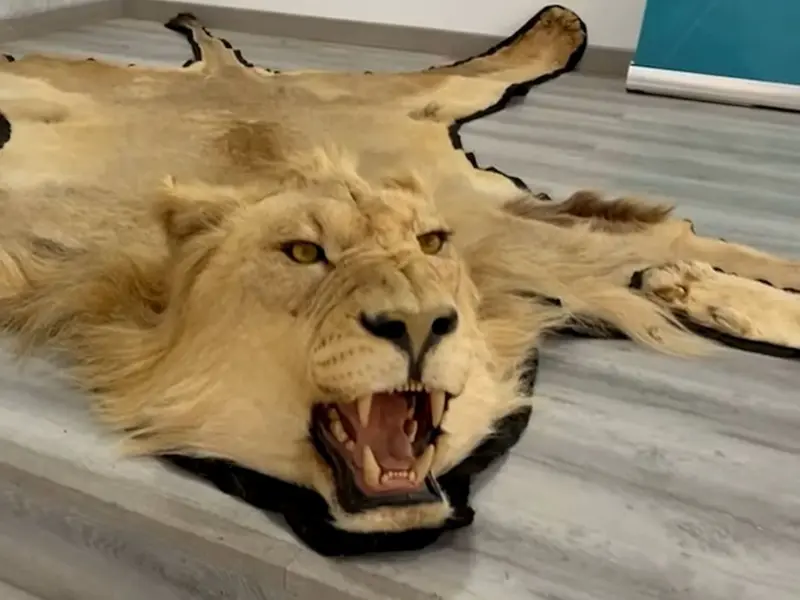 Desmantelan red de tráfico ilegal de pieles de león y marfil en España