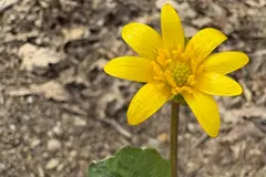 Identifican la celidonia menor como especie invasora en Estados Unidos