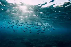 Baleares lanza una guía para restaurar ecosistemas marinos con base científica