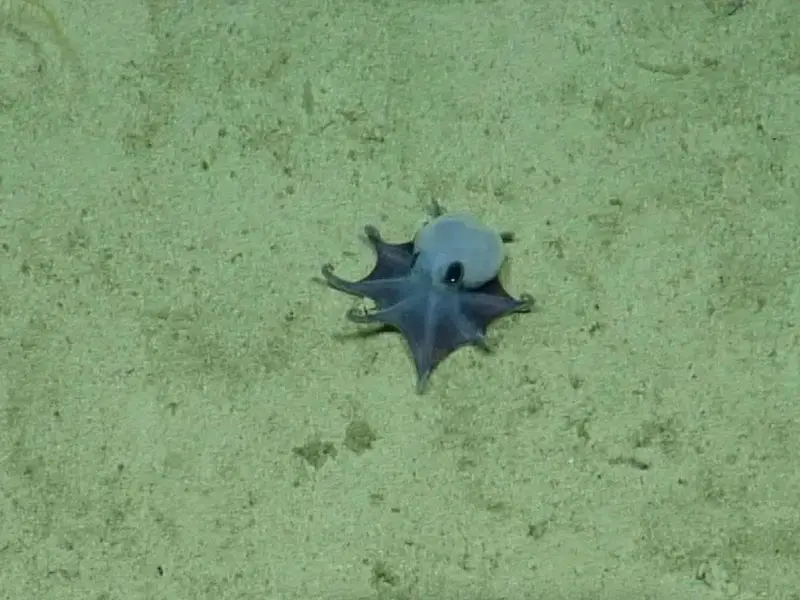Descubren una nueva especie de pulpo azul en Galápagos a 1.768 metros de profundidad