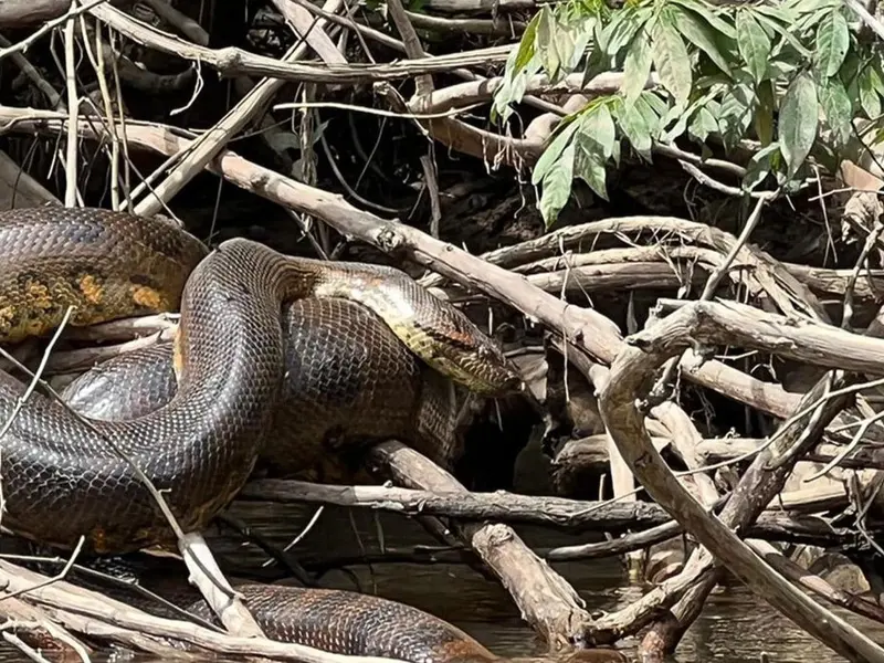 Descubren una nueva especie de anaconda en el Amazonas durante documental de Will Smith