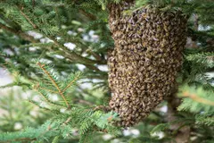 Iniciativa en España une a apicultores y ciudadanos para rescatar abejas