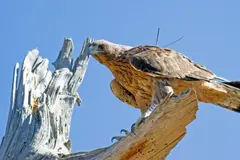 Éxito en la reproducción del Águila de Bonelli en Guara refuerza su recuperación en Aragón