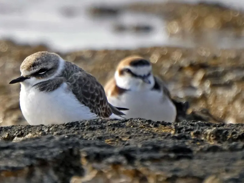 Estudio revela la migración del chorlitejo patinegro gracias a tecnología GPS