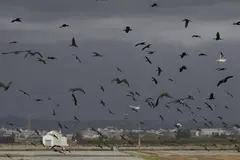 La población de aves acuáticas en La Albufera de Valencia alcanza un récord tras los desastres de 2024