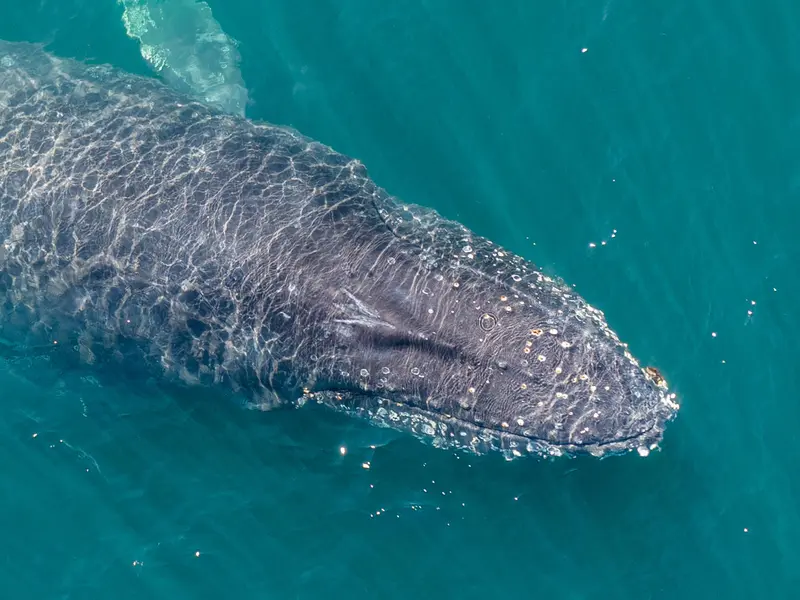 Una ballena jorobada sugiere nueva ruta migratoria entre Argentina y la Antártida