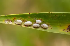 Biólogos advierten sobre el colapso de insectos y su impacto global