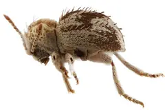 Identifican una nueva especie de escarabajo en la Reserva Nacional San Fernando, Perú