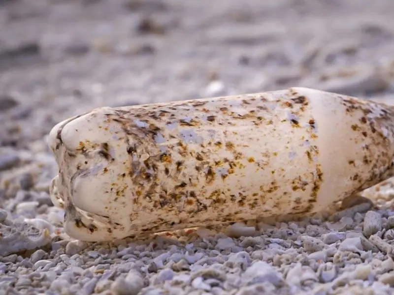 Microorganismos degradan plásticos gracias a genes presentes en más del 95% de las especies