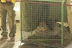 El futuro incierto del cachorro de puma rescatado tras ser atropellado