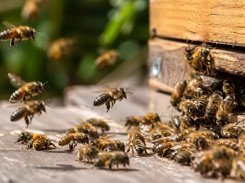 Hallan abejas híbridas con potencial para combatir el parásito Varroa destructor