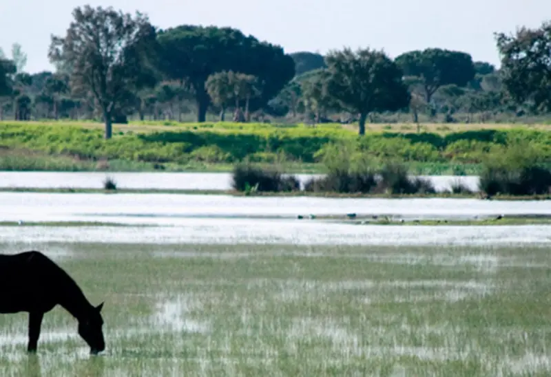 Jiménez aboga por una transición ecológica justa en Huelva y la protección de Doñana