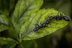 Estudio revela que repoblaciones de pinos no recuperan biodiversidad de bosques maduros